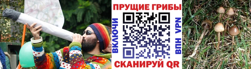 Купить закладки  Тольятти  Галлюциногенные грибы GOLDEN TEACHER 